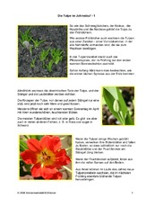 Die-Tulpe-im-Jahreslauf-1.pdf